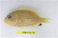 藏品(斑花鱸臀斑月)的圖片